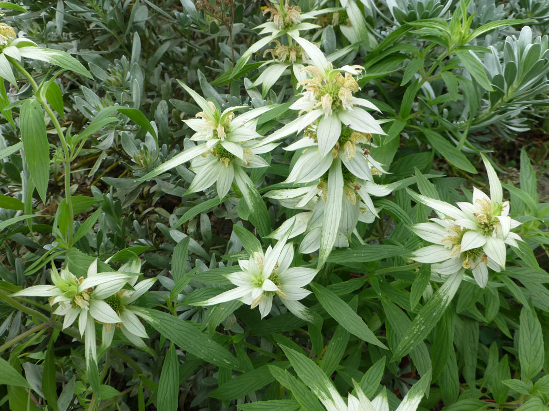 Monarda punctata en fleurs dans une prairie sèche d'Amérique du Nord